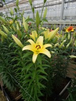 [5179 Yelloween NES No01.JPG]